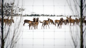 deer-fence