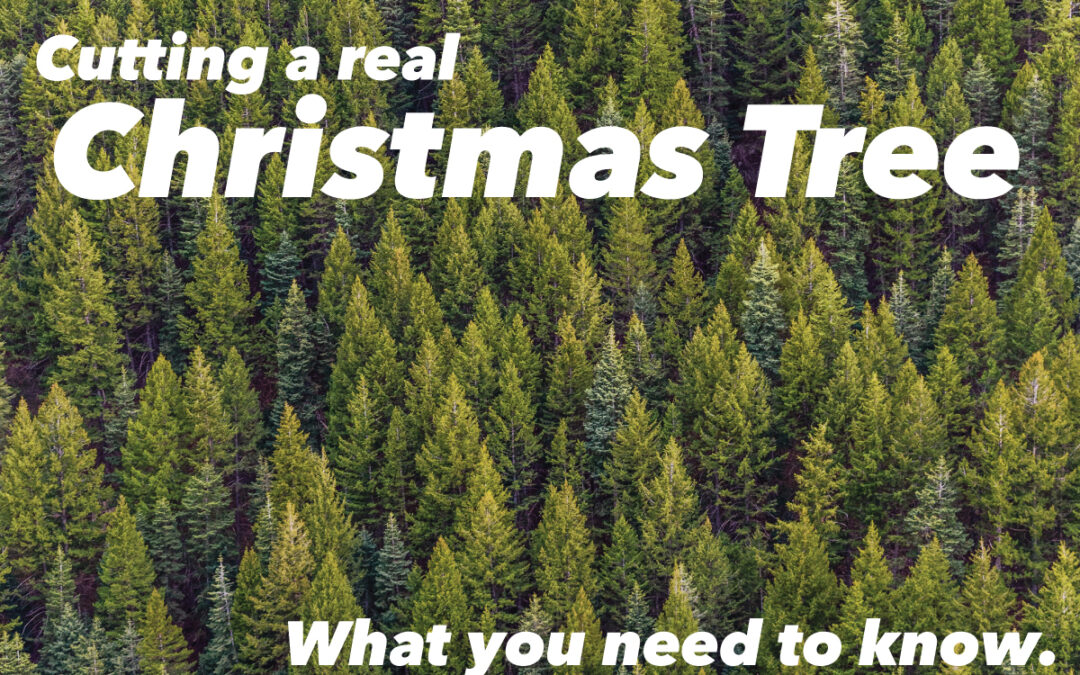 Tips to Cut Down a Fresh Christmas Tree