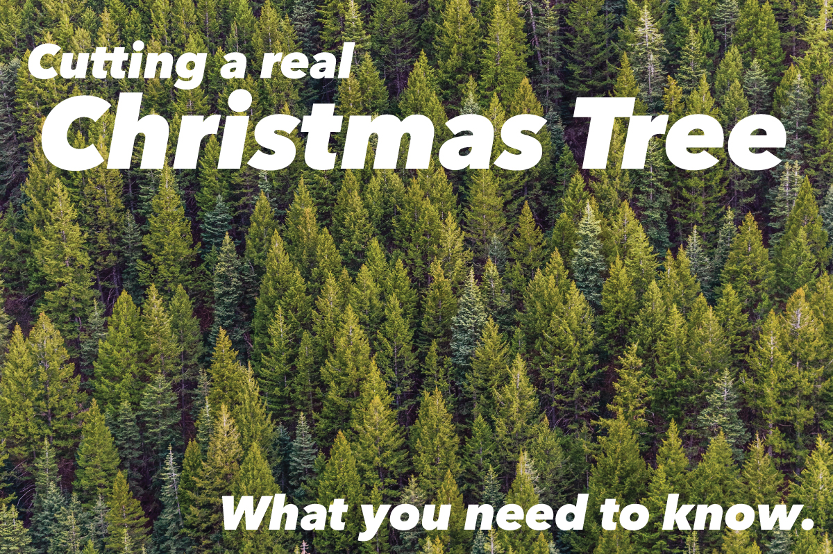 Tips to Cut Down a Fresh Christmas Tree
