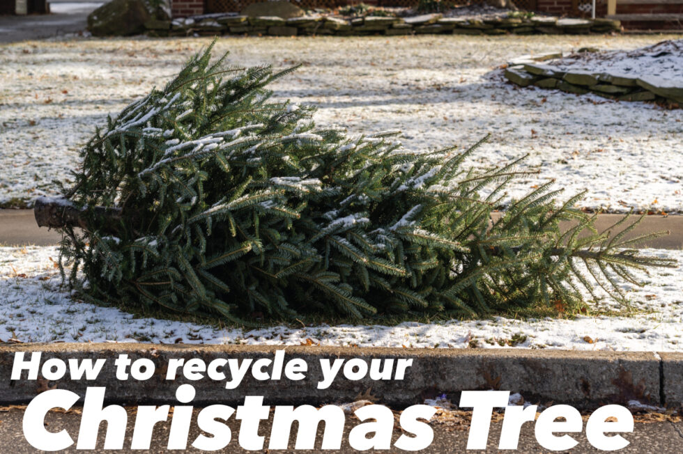 Recycle Your Christmas Tree in Maryland