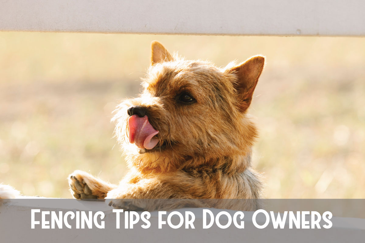 Fencing Tips for Dog Owners