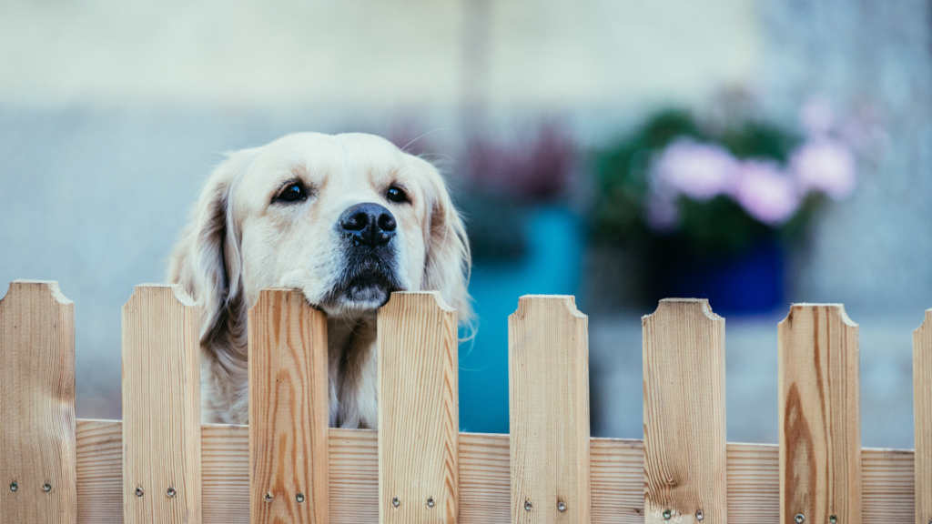 Dog Looking through fence. Best fencing options