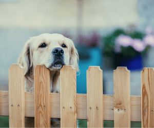 Golden retriever leaning on wood fence
